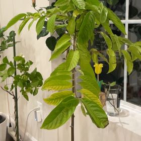 Photo of the plant species Ylang Ylang by @YokeBlueelf named Foxxy on Greg, the plant care app