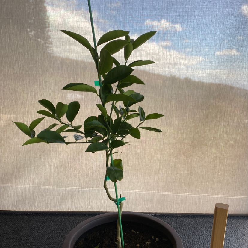 Diagnosing Meyer Lemon Tree Root Rot