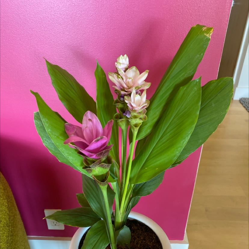 Siam tulip plant with green leaves and pink flowers in a white pot.