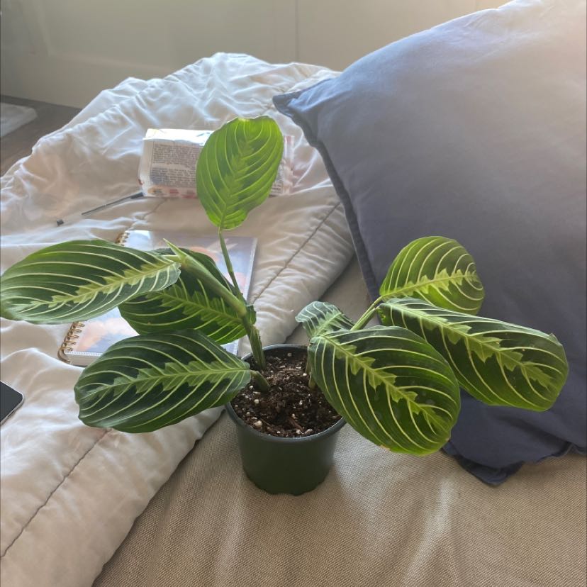 Lemon Lime Prayer Plant in a small pot with vibrant green leaves and yellow-green veins.