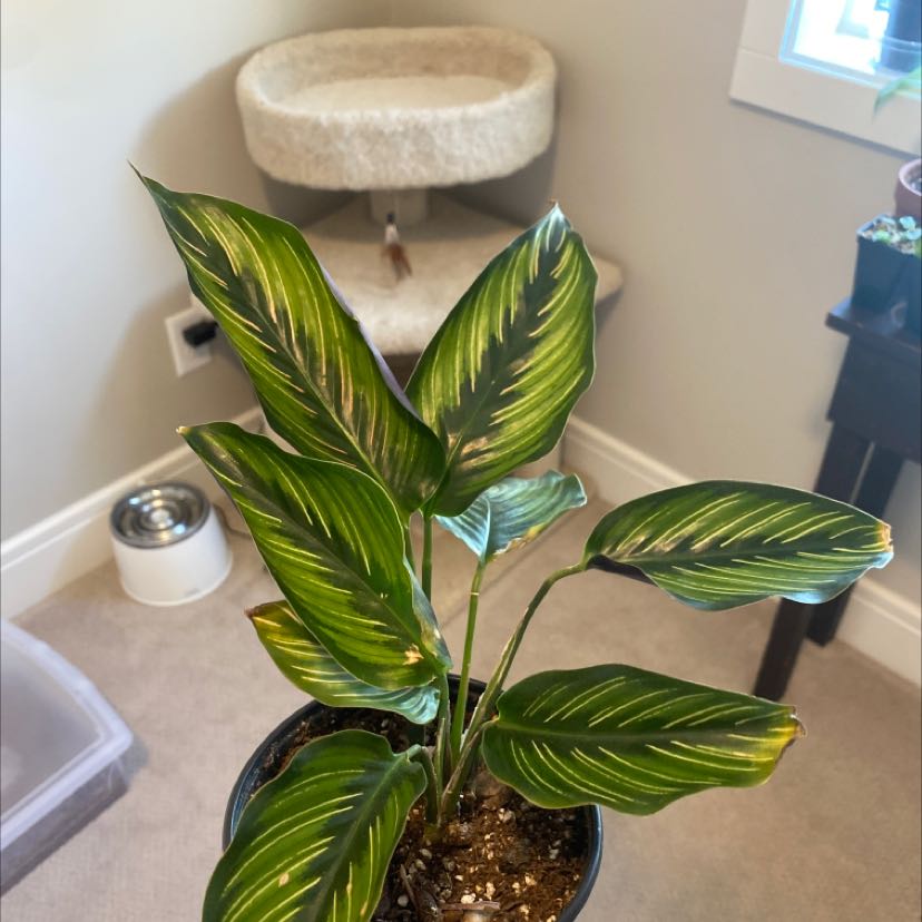 Calathea 'Beauty Star' plant with vibrant green leaves and light green stripes in a pot.