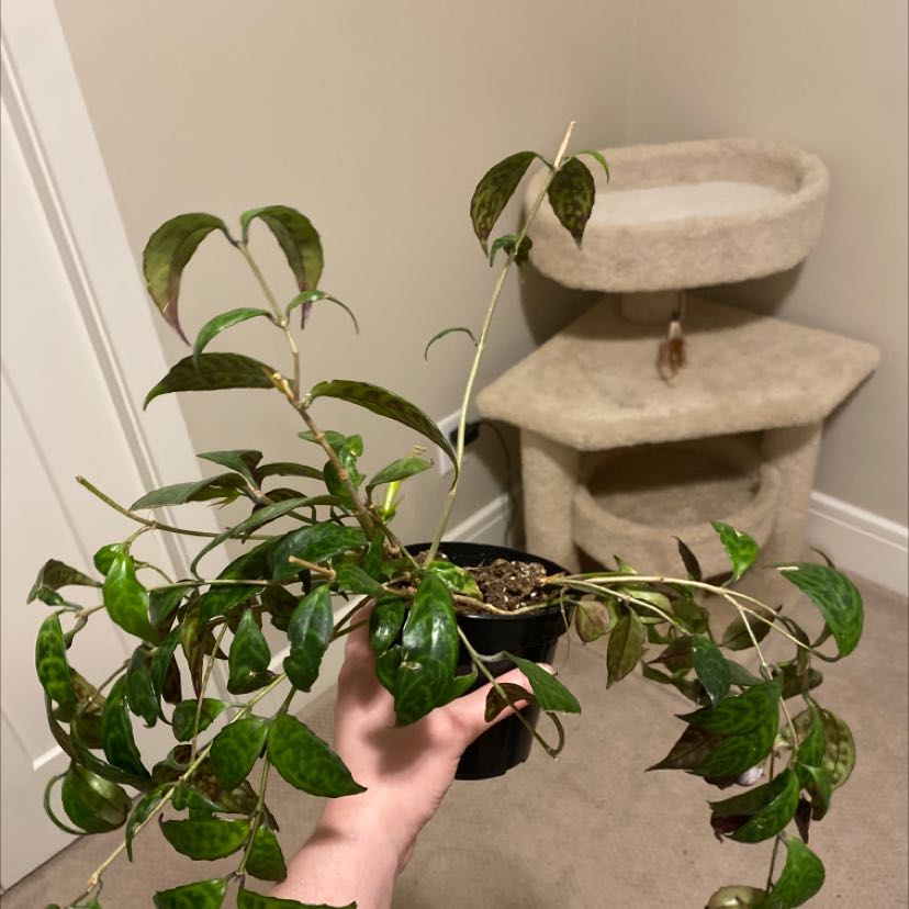 Black Pagoda Lipstick Plant in a small pot, held by a hand, with variegated leaves.