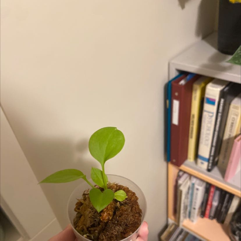 Anthurium vittariifolium plant in a clear container with visible soil, held by a hand.