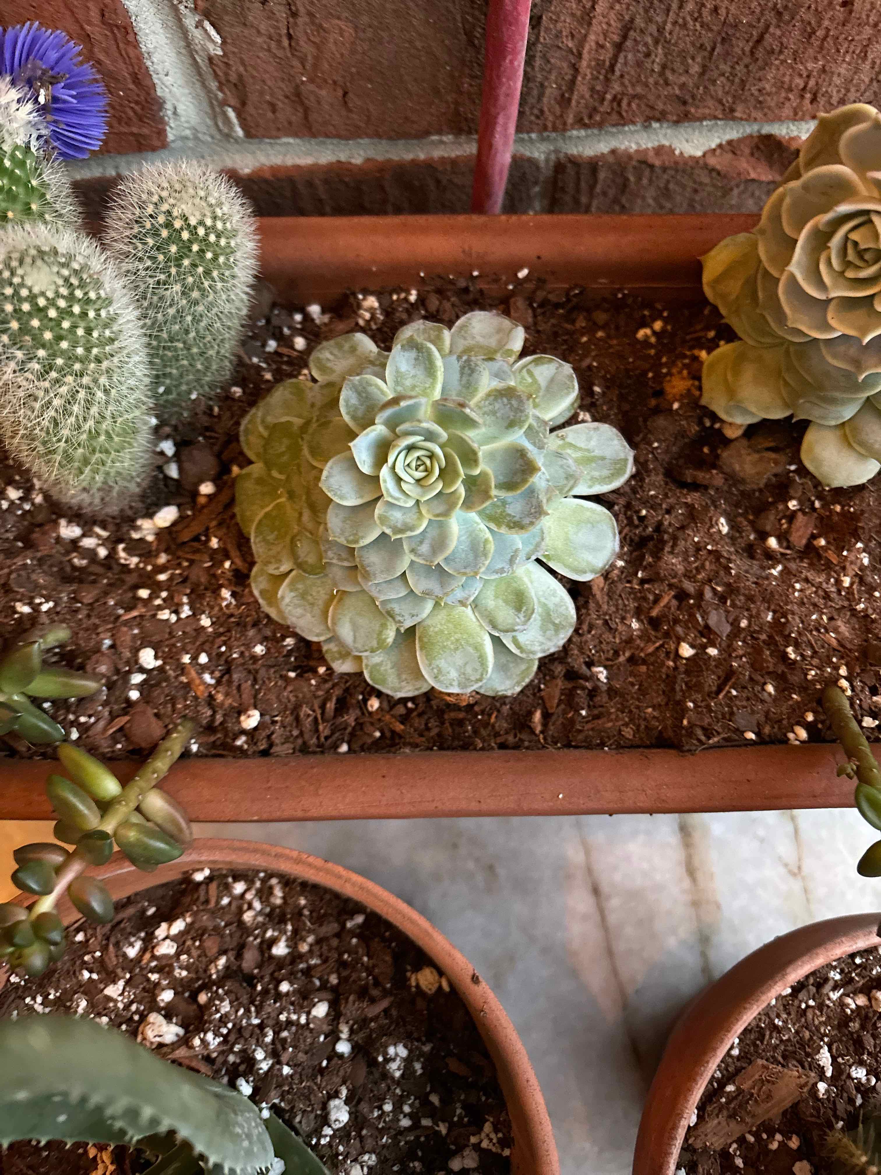 Why Are My Echeveria 'Arctic Ice' Leaves Droopy?