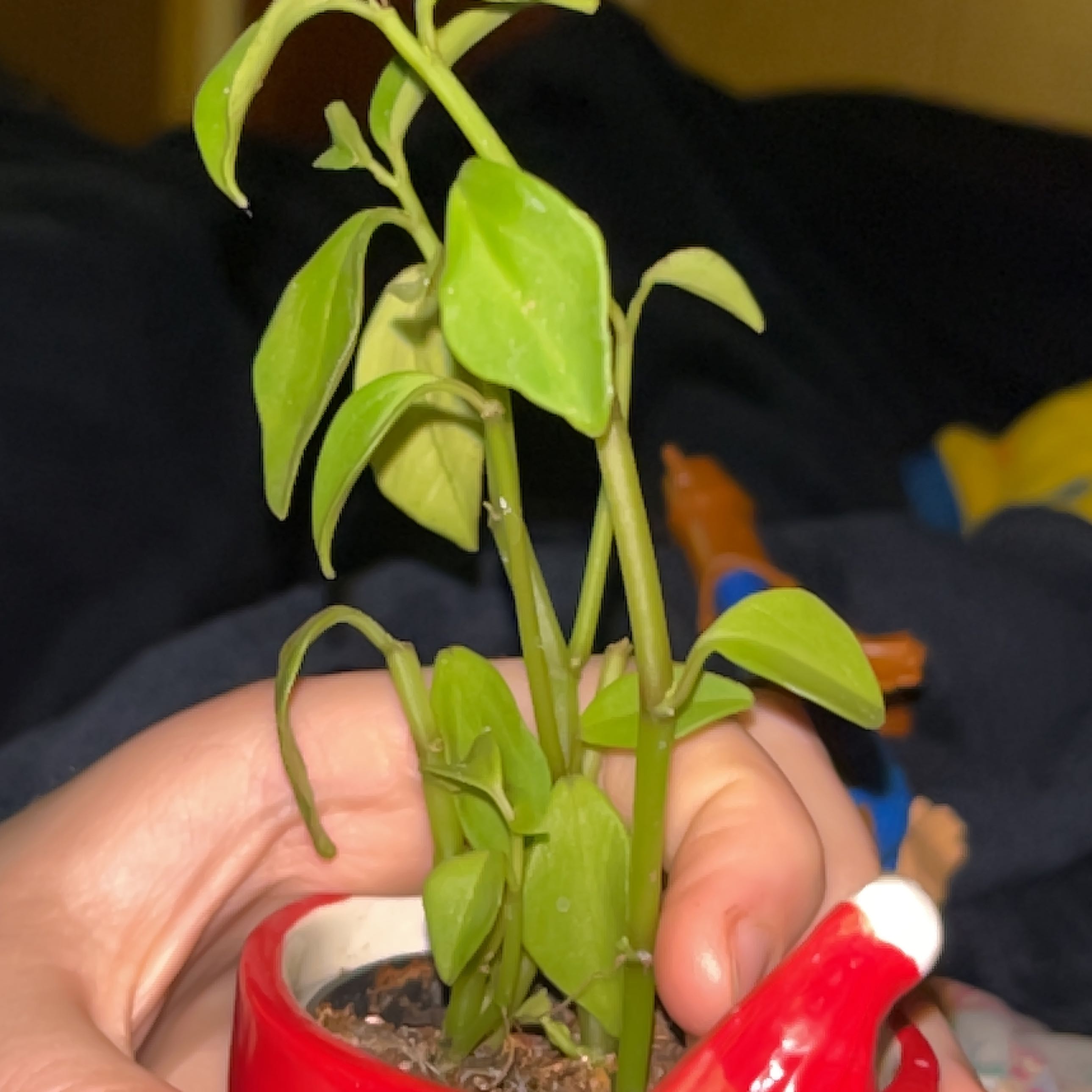 Photo of the plant species Pepperonmia Raindrop by @SharpQuailbush named Keanu Leaves on Greg, the plant care app