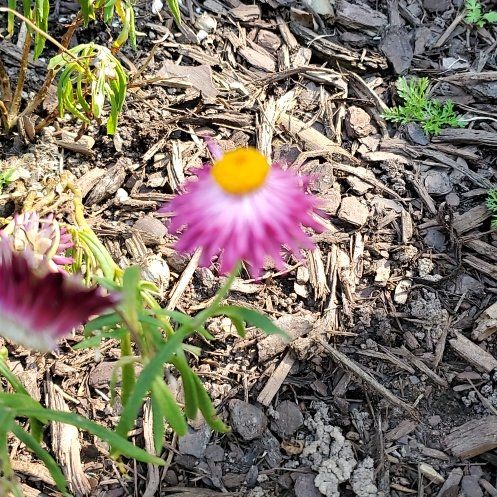 Photo of the plant species Aspen Fleabane by @Caffein8edPeach named Eva on Greg, the plant care app