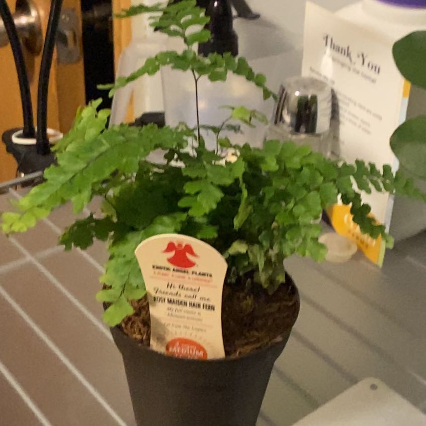 Photo of the plant species Brittle Maidenhair Fern by @StandupKatsura named Plato on Greg, the plant care app
