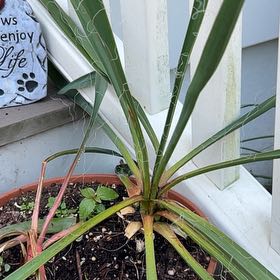 Photo of the plant species Adam's Needle by @NationalTearose named Fernie Mac on Greg, the plant care app