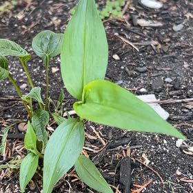 Photo of the plant species Asiatic Dayflower by @NationalTearose named Foxxy on Greg, the plant care app
