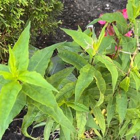 Photo of the plant species Summer Phlox by @NationalTearose named Stella on Greg, the plant care app