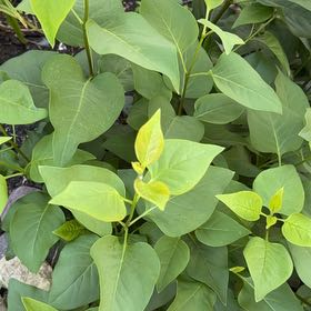 Photo of the plant species Lilac by @NationalTearose named Orlando Bloom on Greg, the plant care app