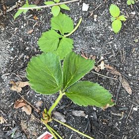 Photo of the plant species Garden Strawberry by @NationalTearose named Austen on Greg, the plant care app