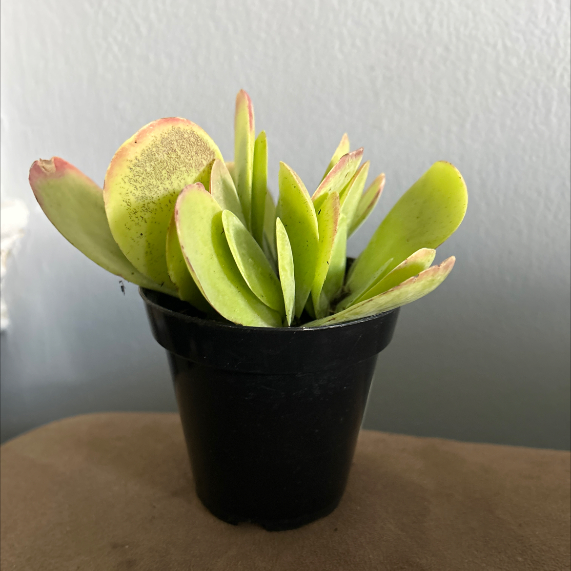 Photo of the plant species Crested Variegated Flapjacks by @JazzyGardeNerd named Bella on Greg, the plant care app