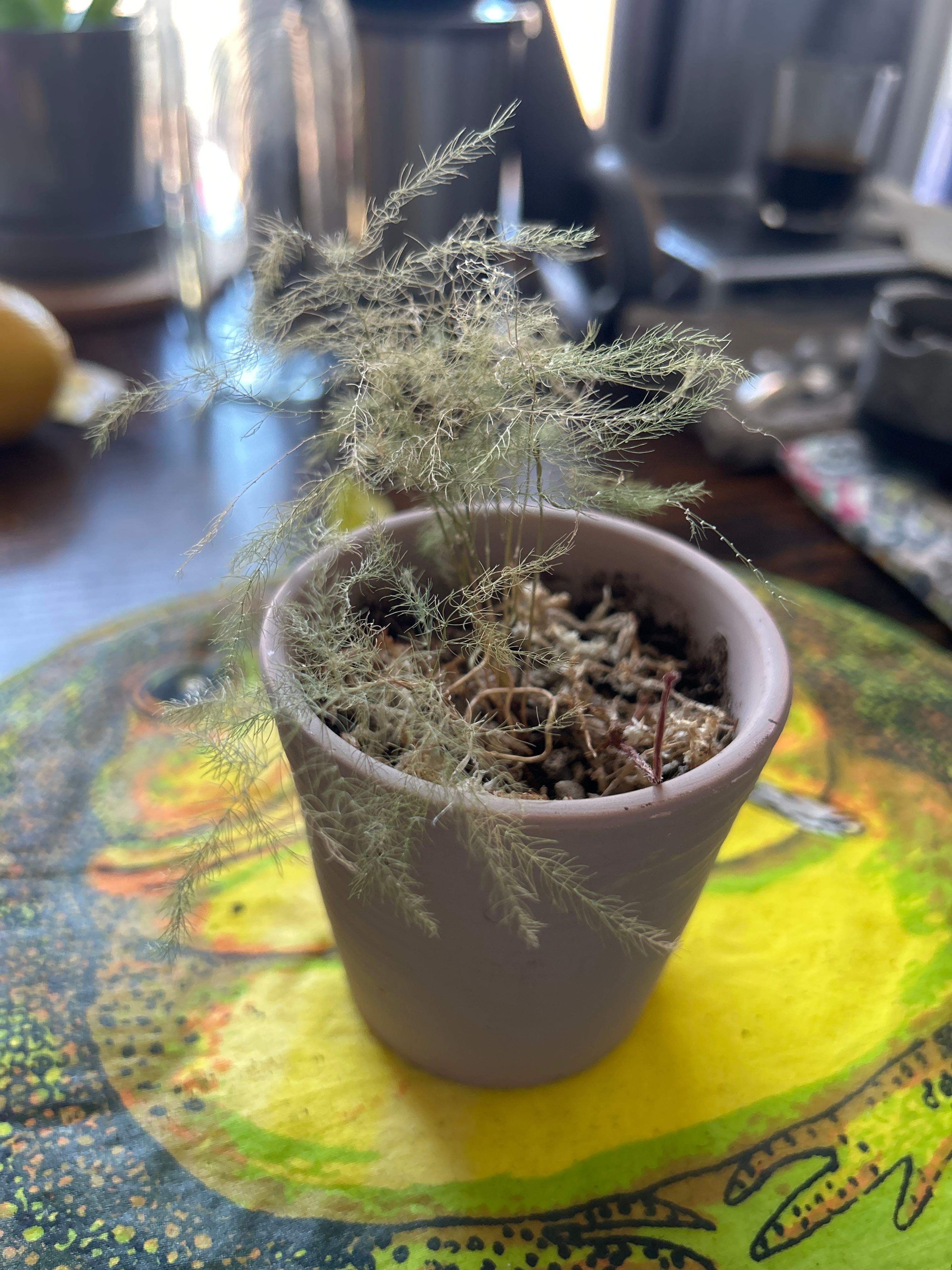 What Should I Do When Asparagus Fern Leaves Turn Yellow? 💛