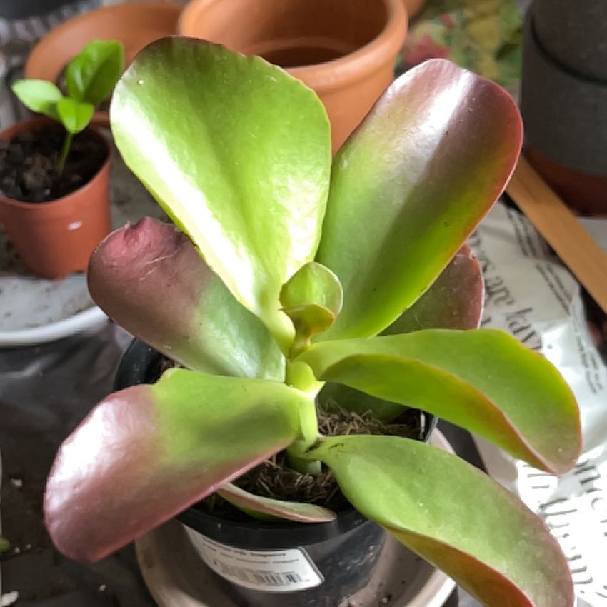 🔥 How Much Humidity Does My Dragonfire Kalanchoe Need?