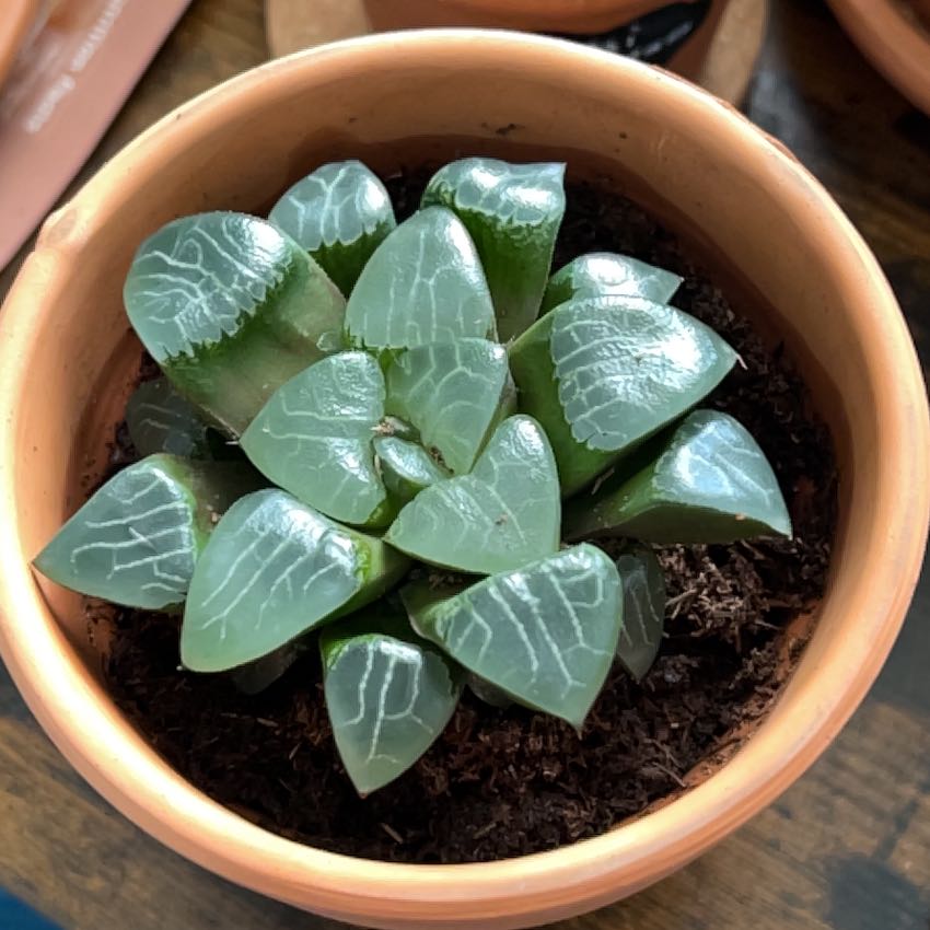 Healthy Haworthia bayeri plant in a terracotta pot with distinctive white veining on green leaves.