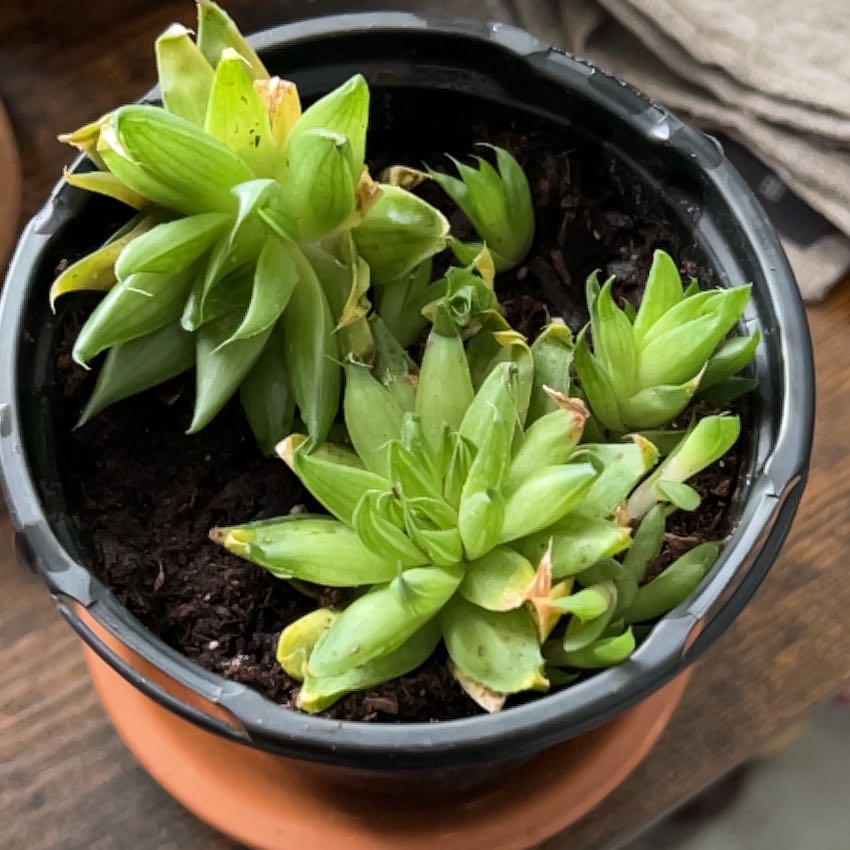 Photo of the plant species Haworthia bolusii by @JazzyGardeNerd named Elina ‘Baker’ on Greg, the plant care app