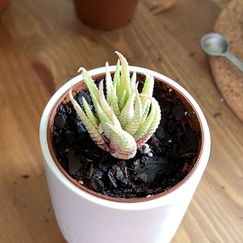 Photo of the plant species Variegated Zebra Plant by @JazzyGardeNerd named Khaleesi on Greg, the plant care app