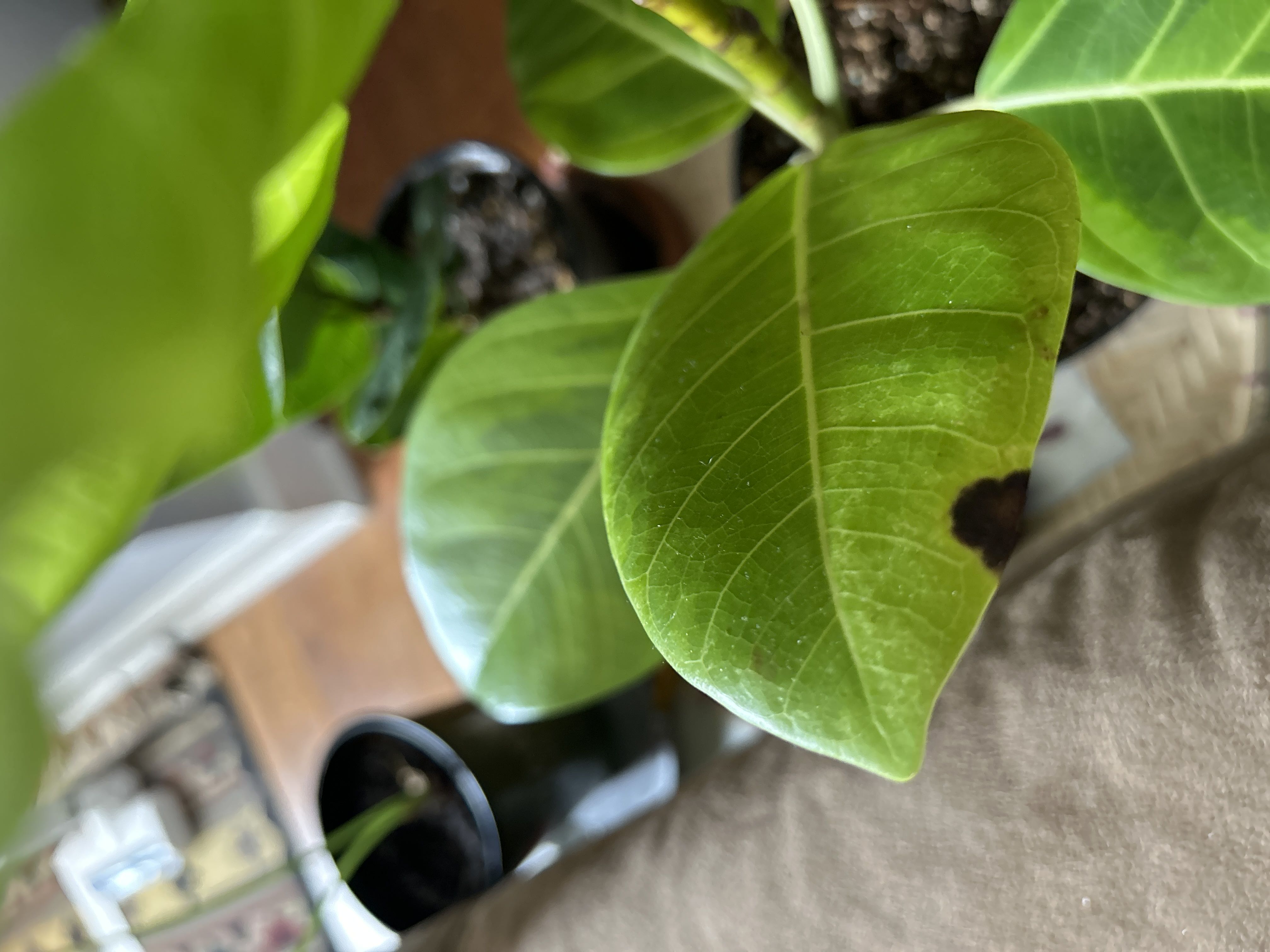 Brown spots on my Council Tree