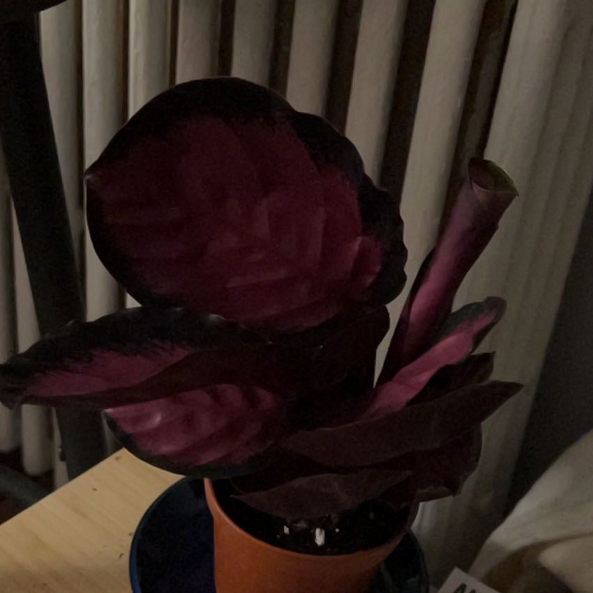 Plant care for Calathea Bicajoux® 'Cobra Pink' on Greg, the plant care app