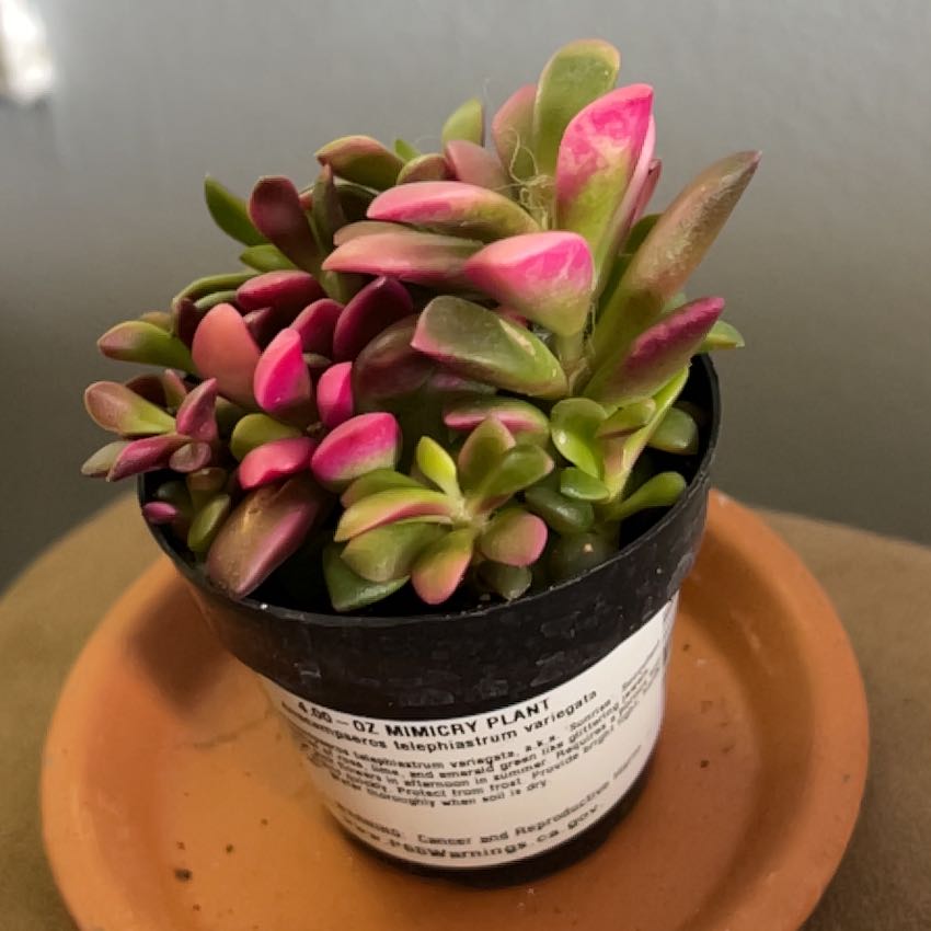 Photo of the plant species Anacampseros telephiastrum by @JazzyGardeNerd named Mimi on Greg, the plant care app