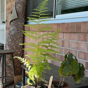 Photo of the plant species Lace Fern by @JazzyGardeNerd named Rihanna on Greg, the plant care app