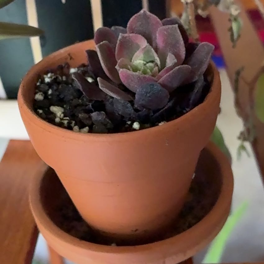 Photo of the plant species Aeonium Medusa by @JazzyGardeNerd named Aria on Greg, the plant care app