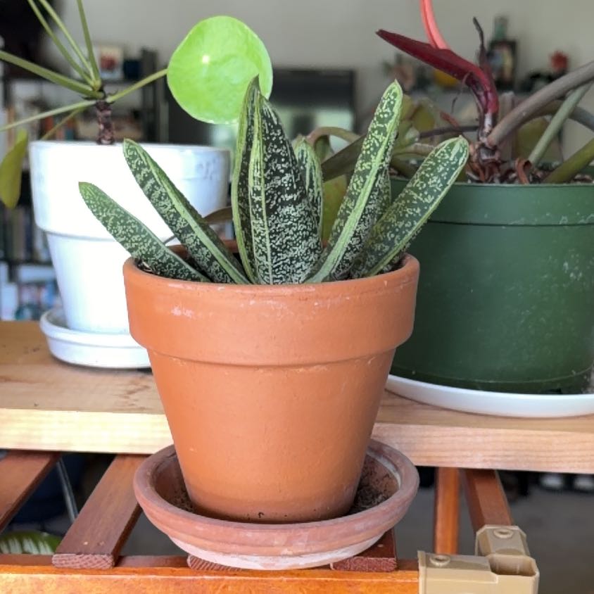 Photo of the plant species Gasteria 'Little Warty' by @JazzyGardeNerd named Keanu Leaves on Greg, the plant care app