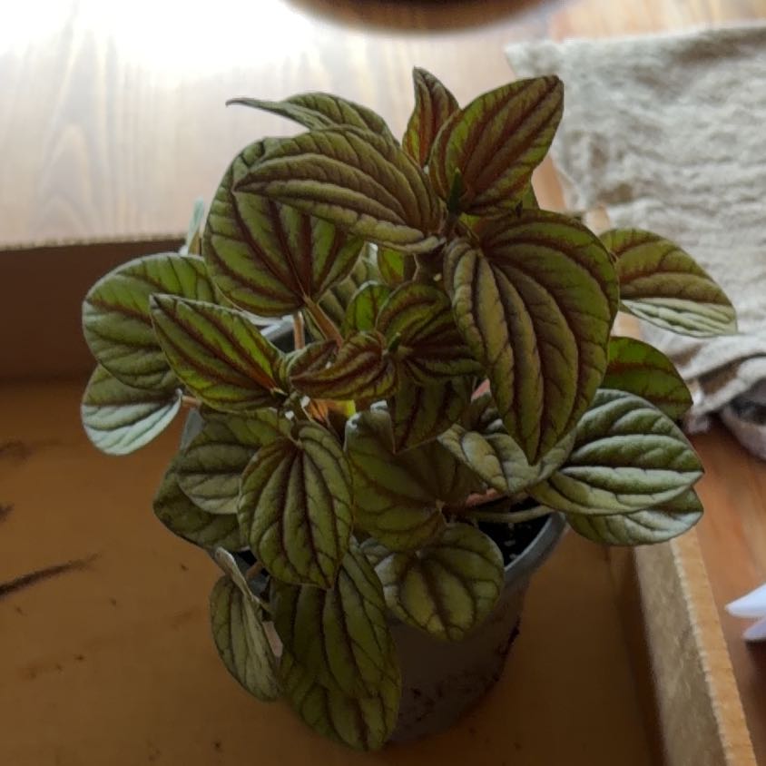 Photo of the plant species Peperomia Burbella by @JazzyGardeNerd named Wall-E on Greg, the plant care app