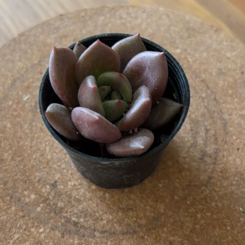 Photo of the plant species Echeveria 'Dark Moon' by @JazzyGardeNerd named Morgan on Greg, the plant care app