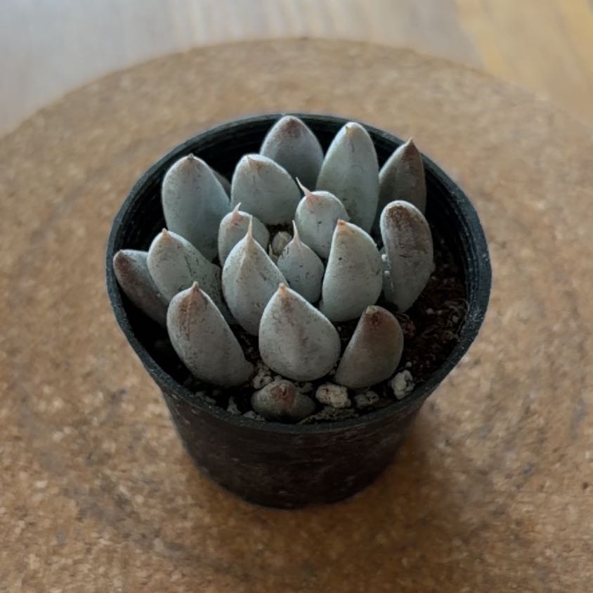 Photo of the plant species Echeveria Tolimanensis by @JazzyGardeNerd named Anna on Greg, the plant care app