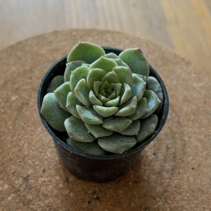 Photo of the plant species Echeveria 'Fleur Blanc' by @JazzyGardeNerd named Concetta on Greg, the plant care app