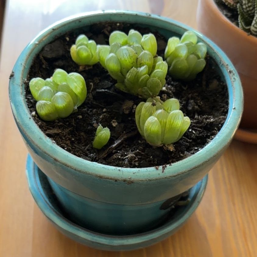Photo of the plant species Haworthia 'Obtusa' by @JazzyGardeNerd named Greta on Greg, the plant care app