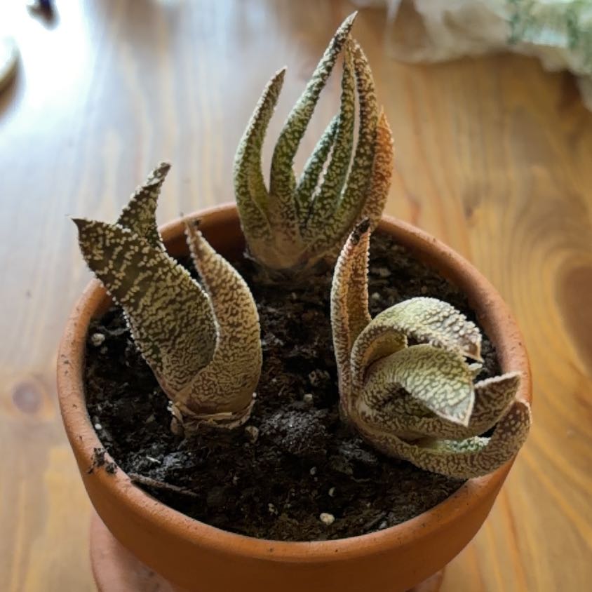 Photo of the plant species Haworthia fasciata 'Universe' by @JazzyGardeNerd named Skye on Greg, the plant care app