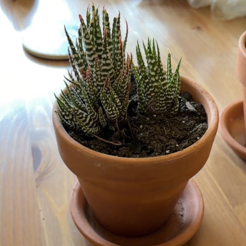 Photo of the plant species Haworthia Alba by @JazzyGardeNerd named Alba on Greg, the plant care app