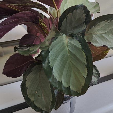 Photo of the plant species Prayer Plant by @ExecMandrake named Xena on Greg, the plant care app