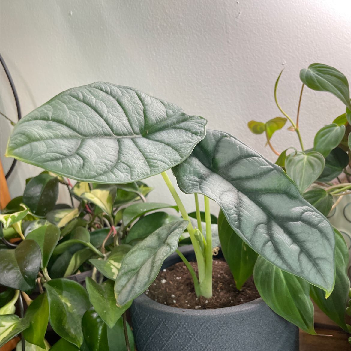 Healthy Silver Dragon plant with large, silver-green leaves in a pot with visible soil.