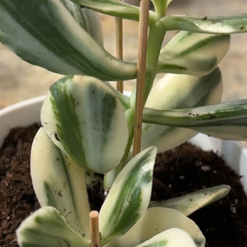 Photo of the plant species Verigated Jade by @FineSeraphina named Athena on Greg, the plant care app