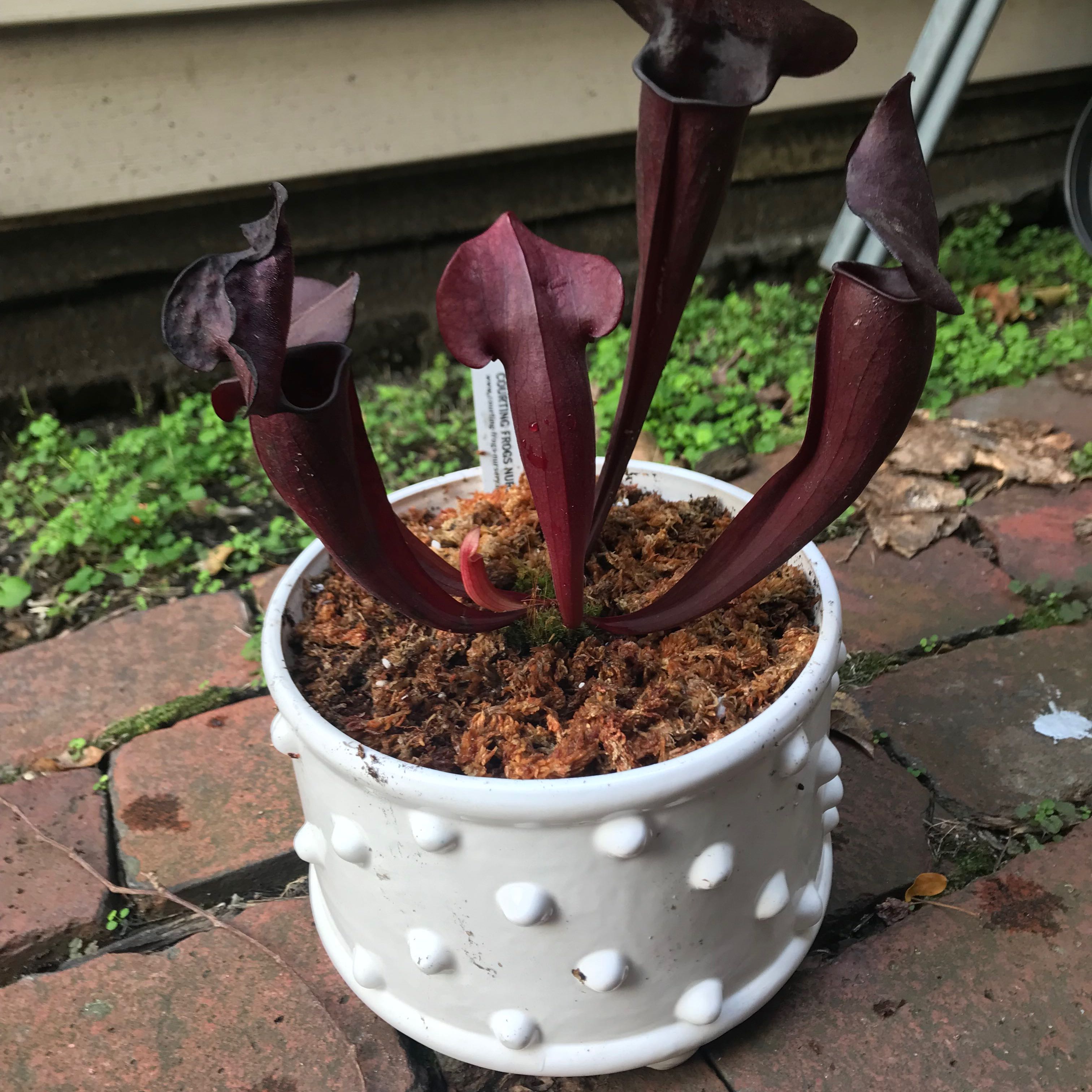 Photo of the plant species Judith Hindle Pitcher Plant by @CaringYuzu named Sarracenia Scorpio x Aries on Greg, the plant care app