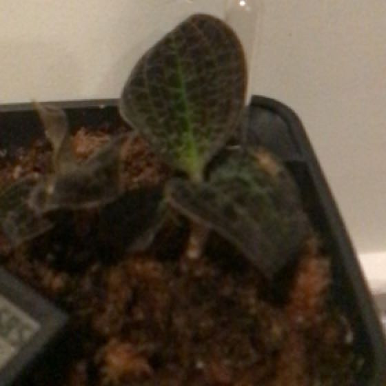 Photo of the plant species Jewel Orchid by @CaringYuzu named Spike Leaves on Greg, the plant care app