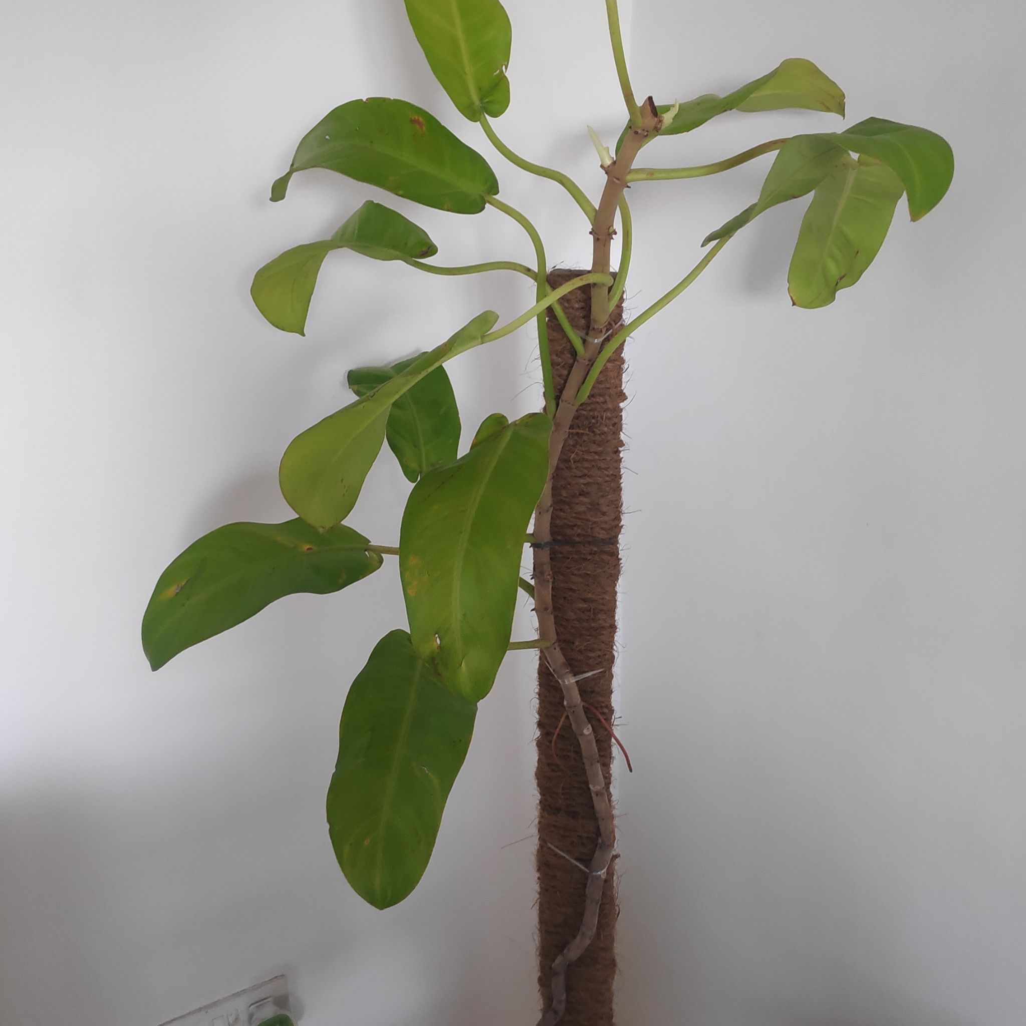 Philodendron 'Malay Gold' plant supported by a moss pole with green leaves.