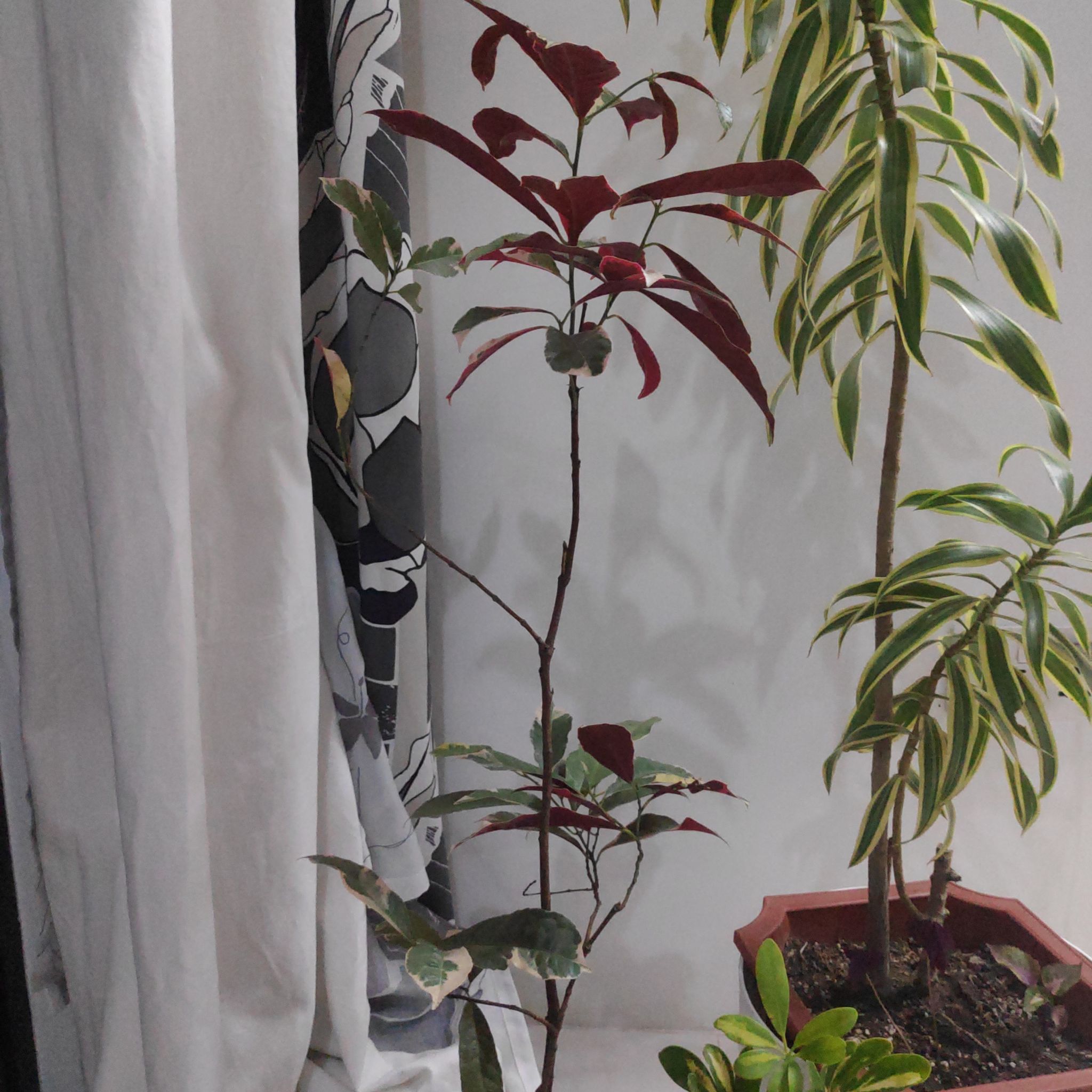 Photo of the plant species Chinese Croton by @EarnestWodyetia named Rainier on Greg, the plant care app