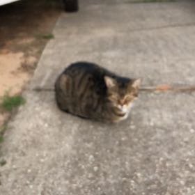 Toby the cat
