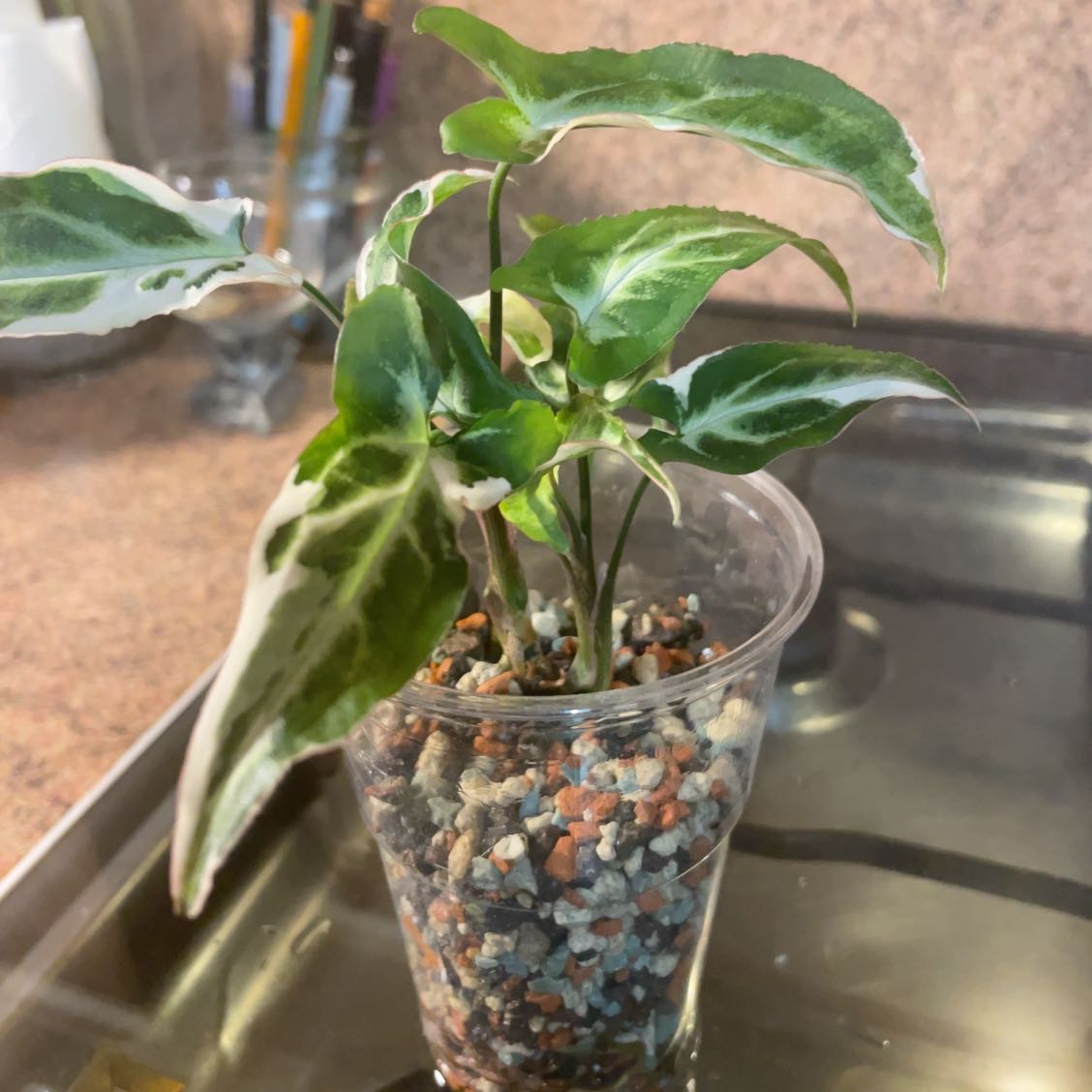 Photo of the plant species Syngonium Dwarf Variegata by @SuperiorBeech named t25 on Greg, the plant care app