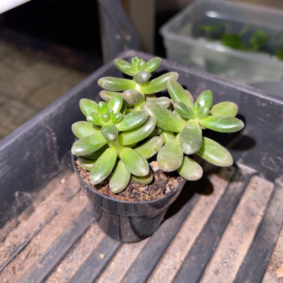Photo of the plant species Cremnosedum 'Crocodile' by @BrightRedfir named Marilyn on Greg, the plant care app