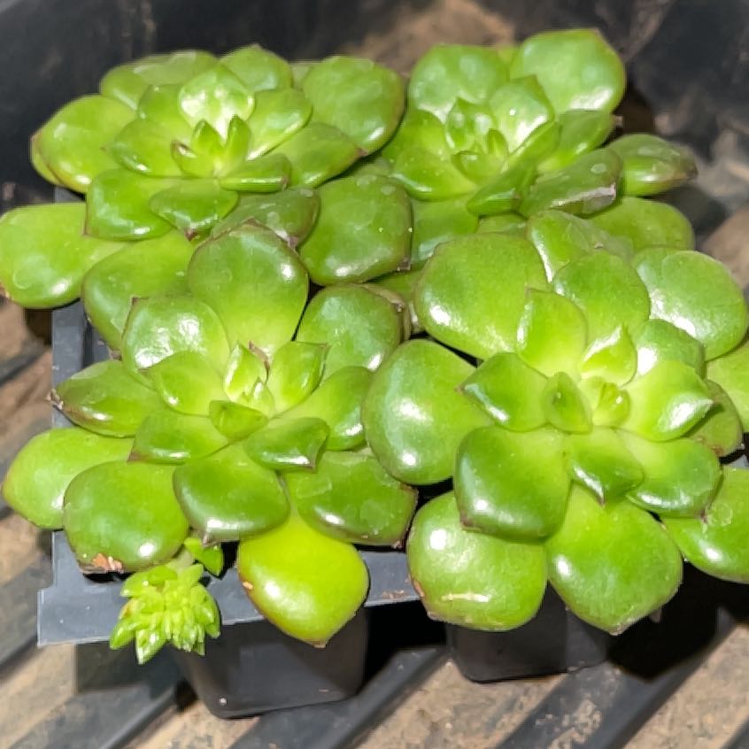 Healthy Sedeveria 'Letizia' plant with vibrant green leaves in a pot.