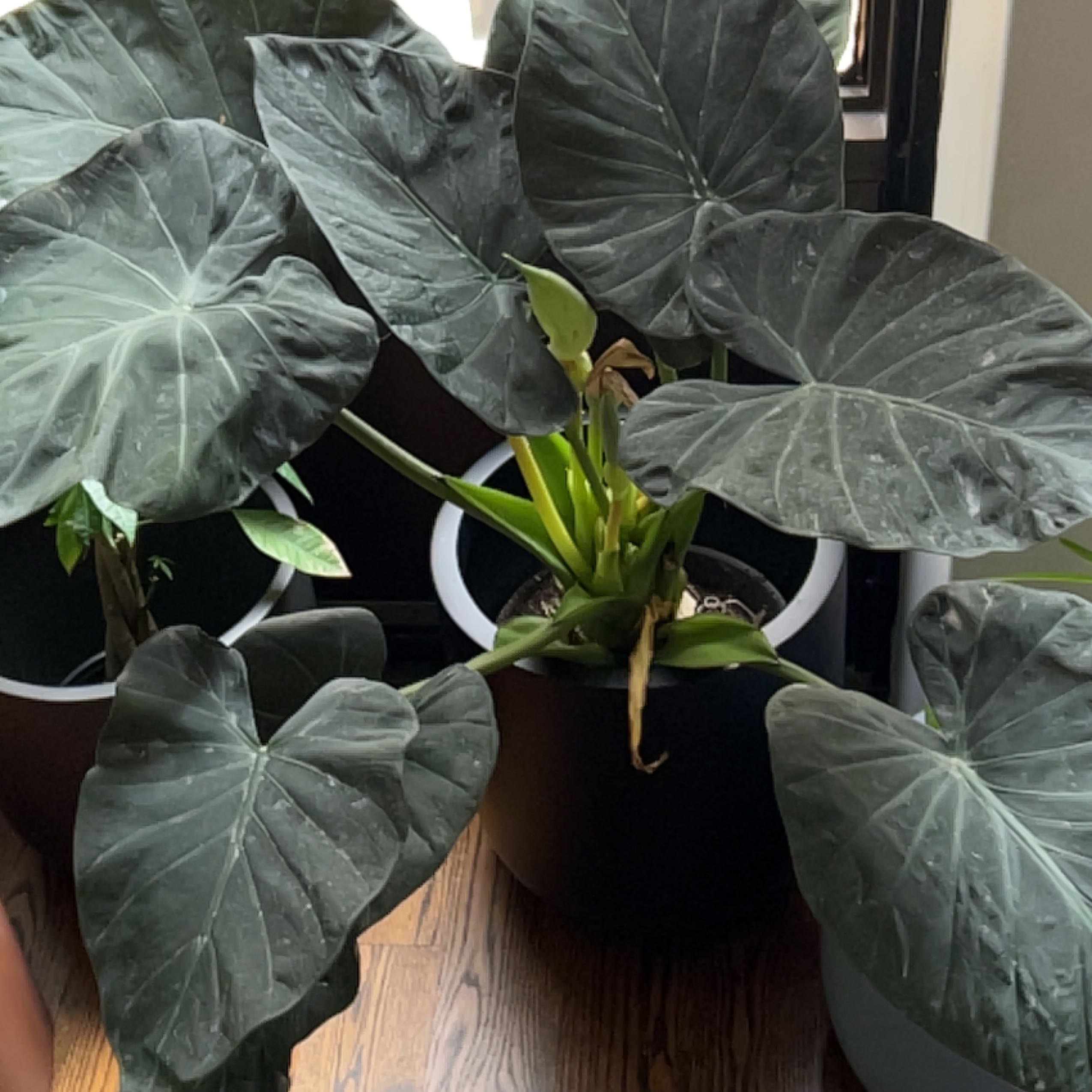 Alocasia 'Regal Shields' plant with large, dark green leaves, some browning visible.