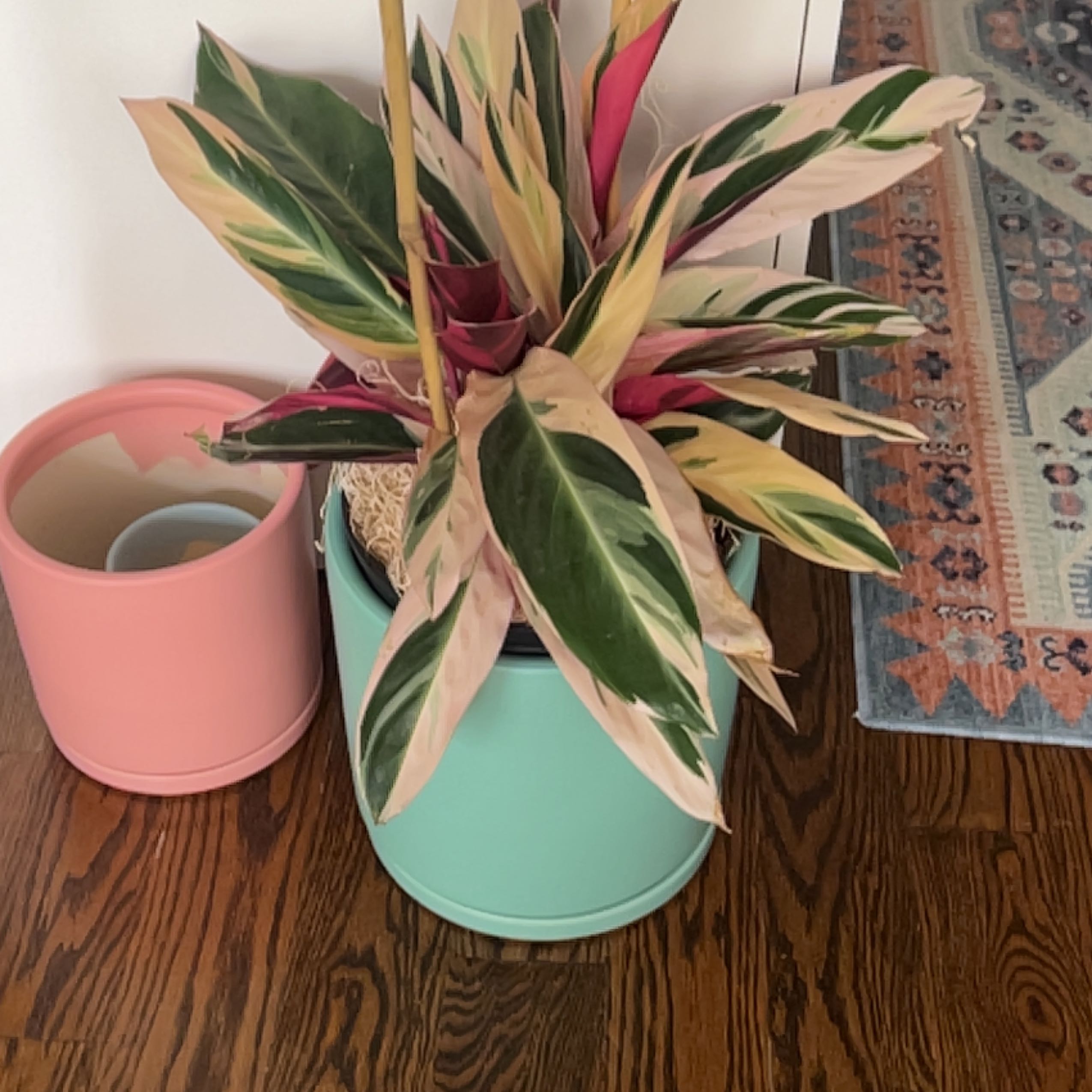 Stromanthe sanguinea 'Tricolor' plant in a pot with variegated leaves in green, white, and pink.