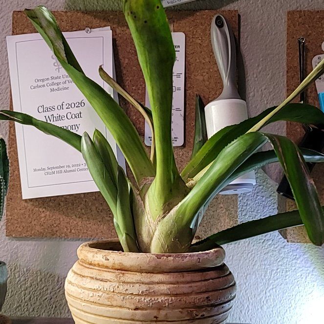 Photo of the plant species Neoregelia 'Magali' by @YeahPeanut named Diana on Greg, the plant care app