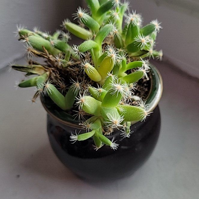Photo of the plant species rhipsalis by @YeahPeanut named ChloroPhil on Greg, the plant care app